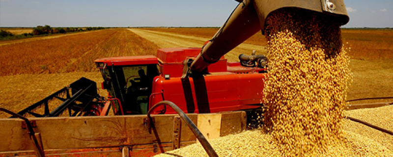 Colheita de soja no Paraná atinge 56% da área, diz Deral