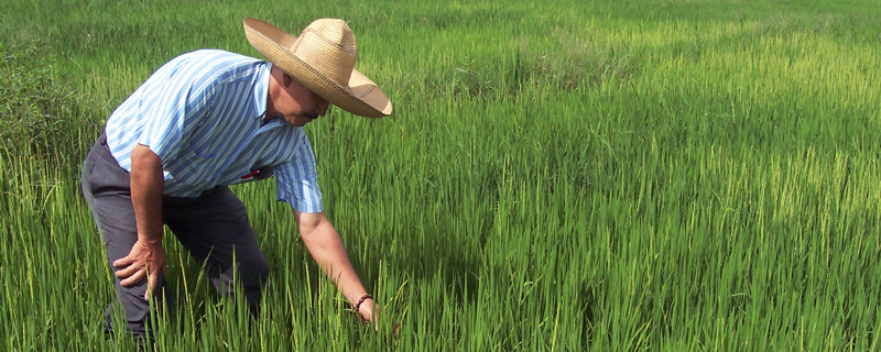 Produção da agricultura paulista aumenta em mais de 90% nas últimas duas décadas