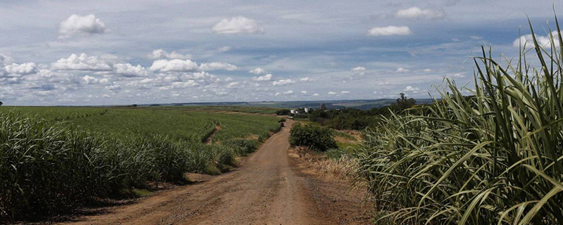 Cultivo de cana movimenta R$ 100 bi e cria '28º estado'