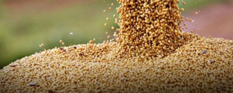 Soja representa quase metade das exportações do agronegócio em maio