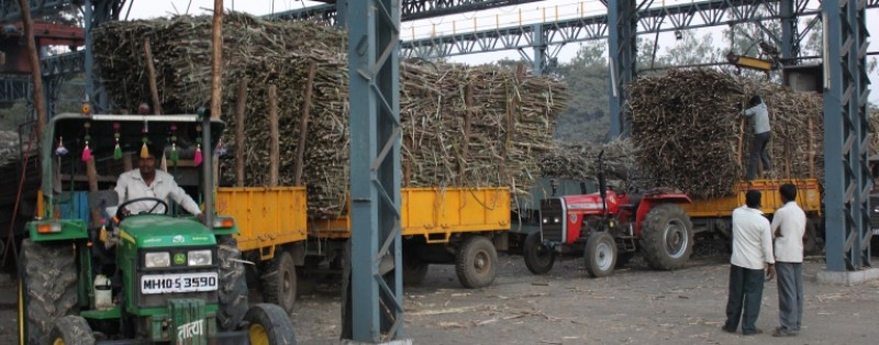 Principal área de açúcar da Índia prevê produção 40% menor em 2016/17